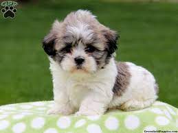 Pin By Sydney On Cute Cuddly Cruelty Free Shichon Puppies Pekingese Puppies Teddy Bear Puppies