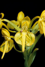 Image result for Habenaria afra