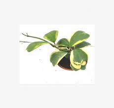 Actually both of these elements help to promote flower production, however, all the fertilizer products on the market. Hoya Kerrii Varigata Sweet Heart Hoya Plant With Fertilizer Hoya Kerrii Free Transparent Png Download Pngkey