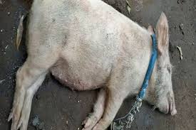 Check spelling or type a new query. Setahun Lebih Virus Asf Serang Ternak Babi Di Ntt Apa Yang Harus Dilakukan Mongabay Co Id Mongabay Co Id