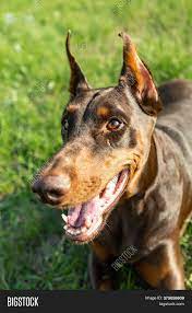A black and tan doberman standing next to a white doberman—photo courtesy of jody franklin. Brown Tan Doberman Image Photo Free Trial Bigstock