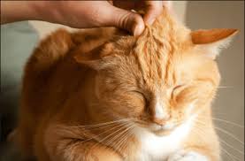 Schnurren ist ein laut, den die katze durch vibrieren ihrer stimmbänder und durch kontraktion ihres kehlkopfs erzeugt. Warum Katzen Schnurren Das Schnurren Von Katzen Holidogtimes