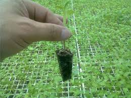 Resultado de imagen para plaguicidas naturales