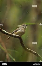 Image result for Newtonia