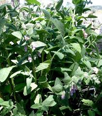 Image result for Lepidagathis plantaginea