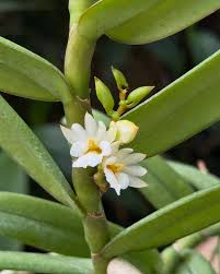 Image result for Calyptrochilum