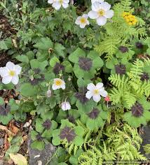 Image result for Oxalis oligotricha