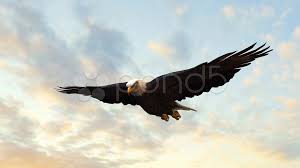 On our second day in yellowstone, we received word that the canyon wolf pack had put down an elk near madison junction birds in flight. Bald Eagle Flight Close Up Tracking Shot Stock Video Pond5