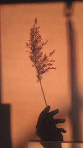 Shadow Background Brown Wallpaper Iphone Wallpaper Vintage Phone Wallpaper Images