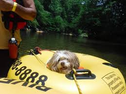The Perfect Pet Friendly Smoky Mountain Vacation Smoky Mountains Vacation Smoky Mountains Mountain Vacations