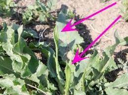Unfurling Curly Dock Leaves Ripe For The Picking Farm Gardens Plants Wild Edibles