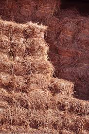 Available here for sale are sustainable and can be fully customized to meet your ends. Pine Straw Superior Sod Nc Where To Buy Sod