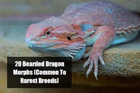Bearded dragons can grow up to 24 inches (61 cm). 20 Bearded Dragon Morphs And Color Types Common To Rarest Breed