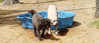 Maybe you would like to learn more about one of these? The Pampered Pet Resort Birmingham Alabama S Finest Pet Boarding Daycare Grooming And Bathing Dogs And Cats Welcome Offer Luxury Suites For Your Pets Dog Cat Boarding Doggie Daycare