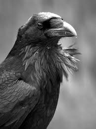 Bird With No Feathers On Neck Raven Like The Feathers Poofing From His Neck Raven Pictures Crow Black Bird