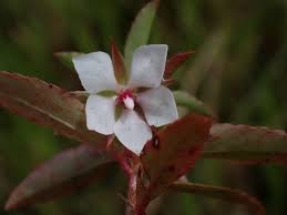 Image result for Sauvagesia