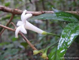 Image result for Gaertnera