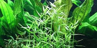 Before we take a look at them, let's see what characteristics bamboo has in order to. Murdannia Keisak Planted Aquarium Wasserpflanzen Pflanzen