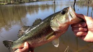 Recommended stocking rates vary by lake size, location, condition of the lake, and the desires of the owner. How To Stock A Pond For Free Creating A Monster Bass Pond Youtube