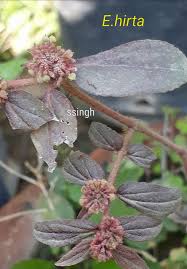 Image result for Bergia ammannioides