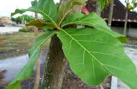 Membayangkan contoh gambar 3 dimensi sederhana di kehidupan sehari hari cukup banyak. Manfaat Daun Jati Cakrawalamedia Co Id