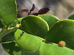 The ants aren't causing any damage to the tree, but sometimes they farm the aphids or scale insects because both of these pests produce honeydew, a sweet, sticky, saplike substance that the ants eat. Advice Ants In Your Plants