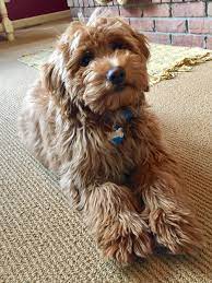 This is an f1b miniature goldendoodle. Macy 4 Month Old Mini F1b Goldendoodle F1b Mini Goldendoodle Goldendoodle Puppy Mini Goldendoodle
