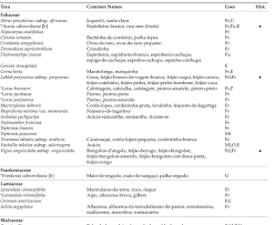 Image result for Macrotyloma daltonii