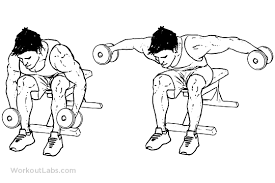 Seated dumbbell lateral raise targets the side of your shoulder (lateral head). Dumbbell Side Lateral Raise Shefalitayal