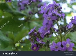 Image result for Wigandia urens