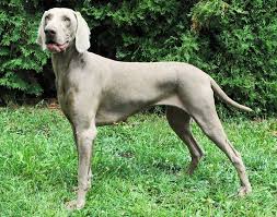 Image result for výmarský krátkosrstý ohař