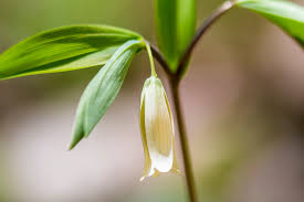 Image result for Clutia sessilifolia