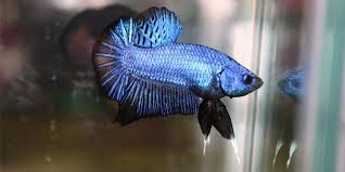 Betta Fish Series Types Of Betta Fish The Aquarium Guide