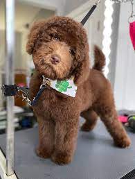It's one of the most ancient dog breed types. The Ultimate Labradoodle Haircut Guide Labradoodles Dogs