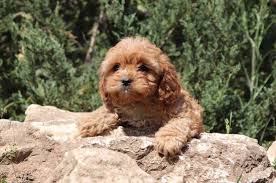 Cavapoo Puppies Breed Information Puppies For Sale