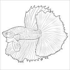 Plus, it's an easy way to celebrate each season or special holidays. Betta Fish Coloring Pages Coloringbay