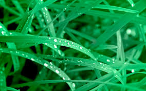 Vivid Green Leaves Wallpapers Vivid Green Leaves Stock Photos We determined that these pictures can also.