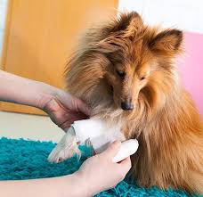 Can You Use Neosporin On Dogs