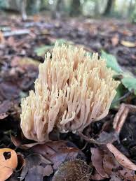 Image result for Ramaria stricta