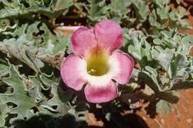 Image result for Harpagophytum zeyheri