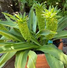 Image result for Eucomis