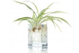 Propagating spider plantlets (spider plant babies, spiderettes) is a very easy process & is a gre. How To Propogate A Spider Plant In 3 Easy Ways Lovetoknow