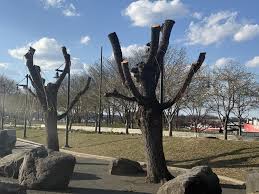 Image result for venturia saliciperda willow tree