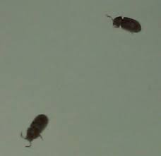 We did not find results for: Drugstore Beetles What S That Bug