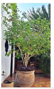 From plants that wake when others sleep, from timid jasmine buds that keep their odour to themselves all day, but when the sunlight dies away let the delicious secret out to every breeze that roams about.. Night Blooming Jasmine I Planted Roots In Mexico Manzanillo Sun