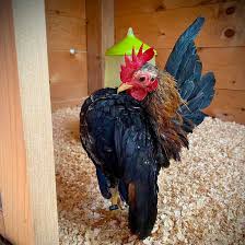 Because they are so small, serama chickens can't eat pellets as regular chickens do. Serama Chicken Eggs Height Size And Raising Tips