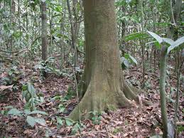 Image result for Tessmannia anomala