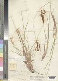 Image result for Eustachys paspaloides