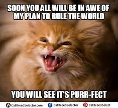 Evil Cat Memes Pictures Cat Memes Evil Cat Grumpy Cat