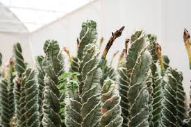 Image result for Senecio forbesii